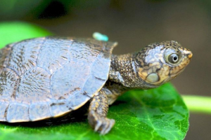 Мадагаскар трепача - старовинний рептилій Мадагаскар трепача - старовинний рептилій